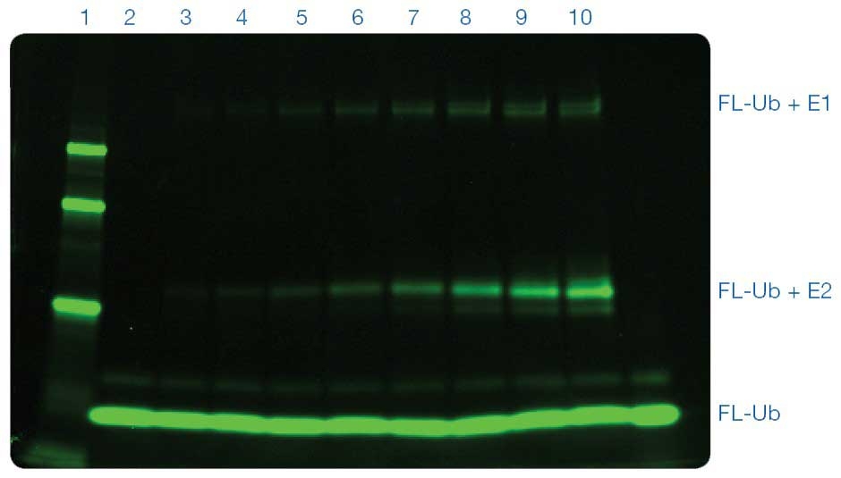 Imágenes de gel fluorescente