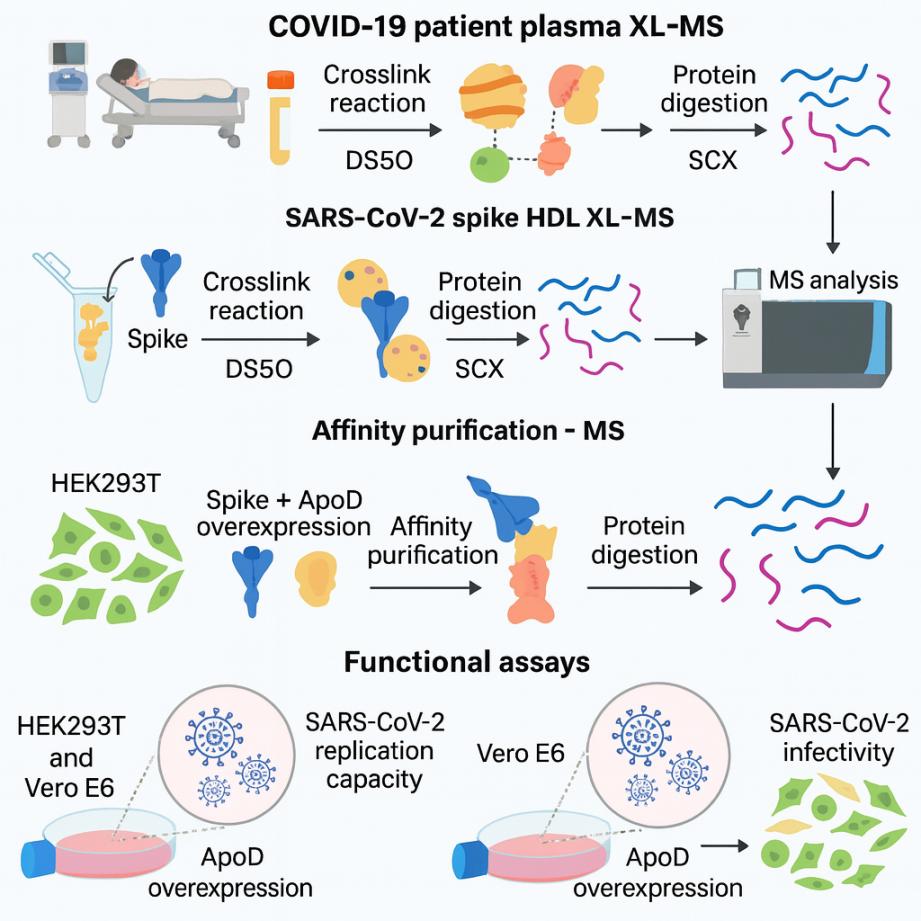 Espectrometría de masas de reticulación