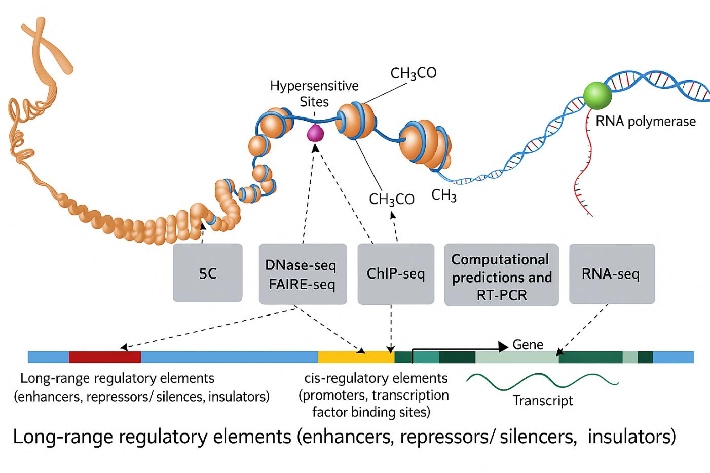 Sonicador para laboratorios de biología molecular