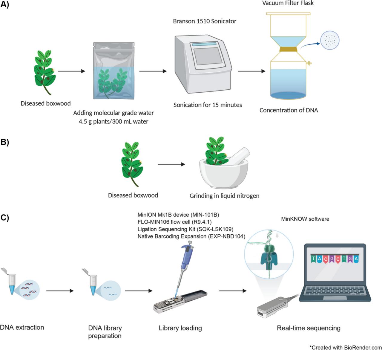 homogeneizador ultrasónico