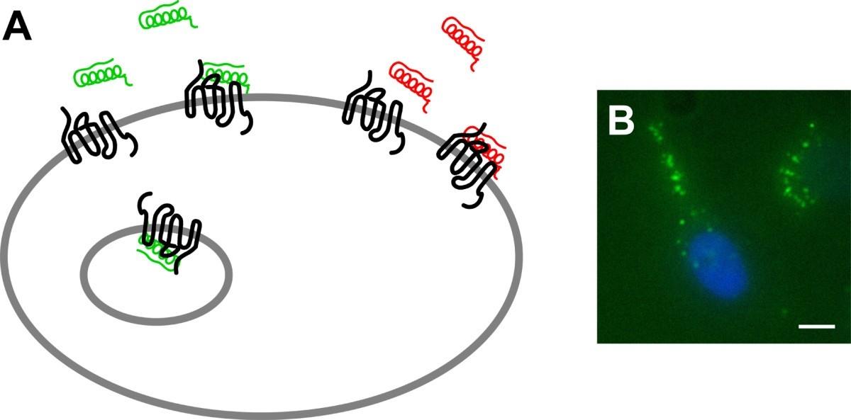 Microarray de proteínas de membrana GPCR