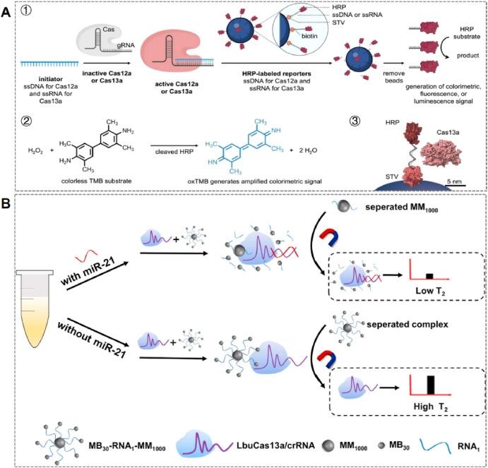 Sistema de Separación Magnética