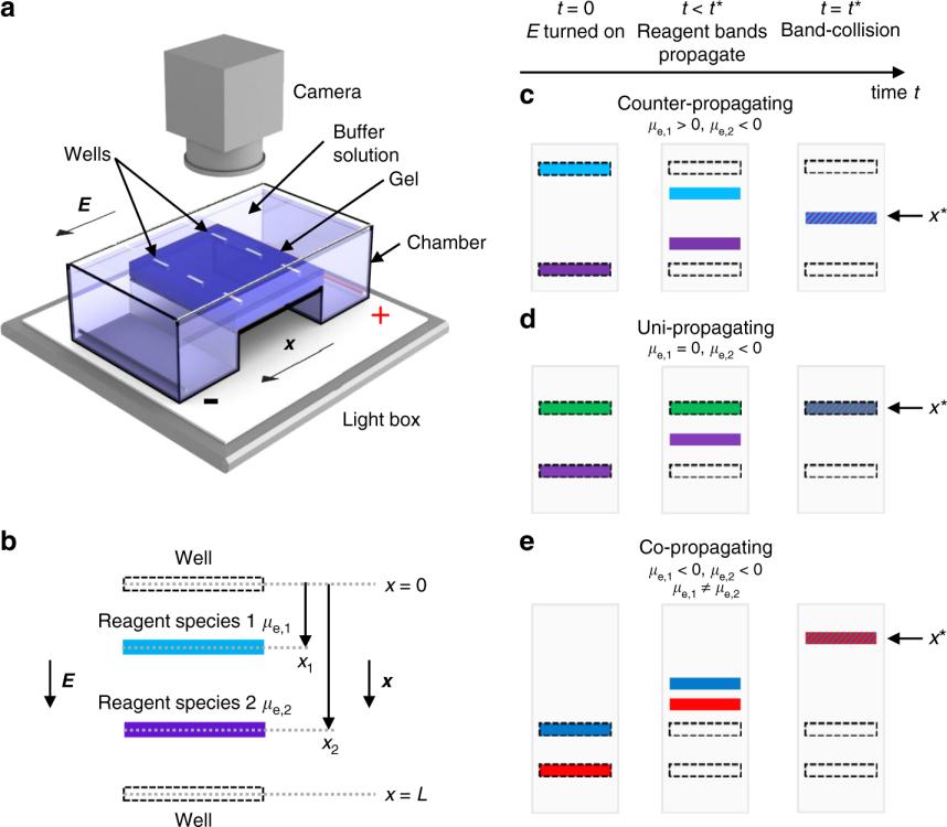 Captura de imágenes por electroforesis en gel