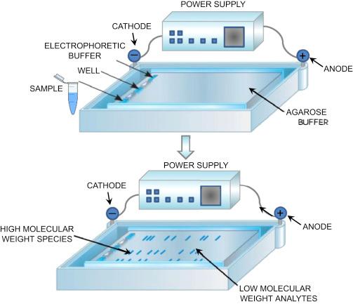Buffer de Corrida de Biología Molecular