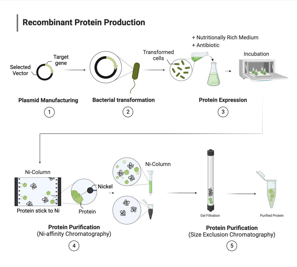 Separador magnético de purificación de proteínas