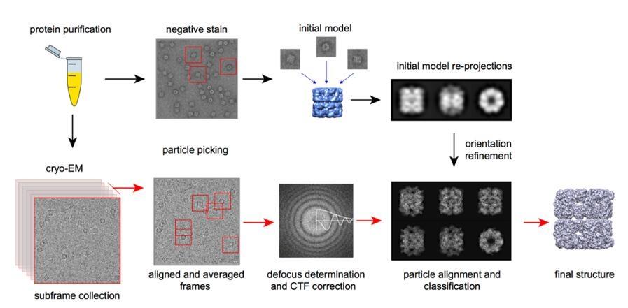 Crio-EM: Visualización de biomoléculas a resolución cercana a la atómica