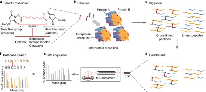 Analizar proteínas de membrana con XL-MS es una de las formas más prácticas de convertir interacciones membranarias 