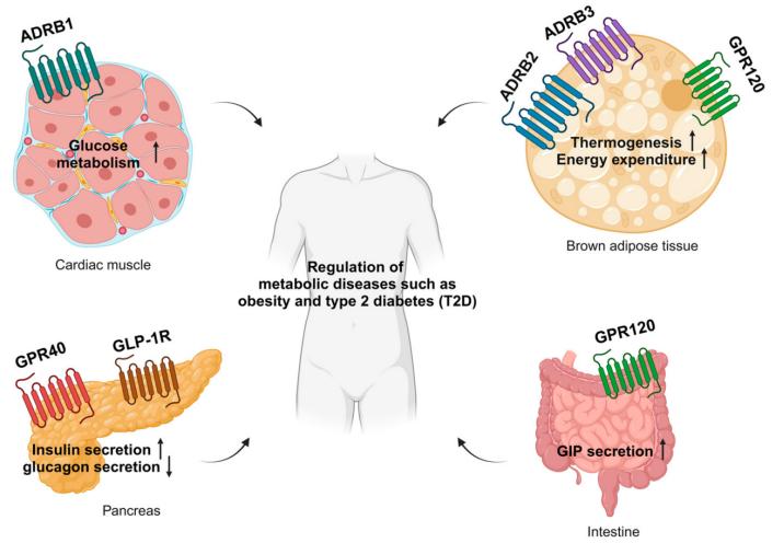 Elegir la plataforma de expresión adecuada para proteínas de membrana XL-MS