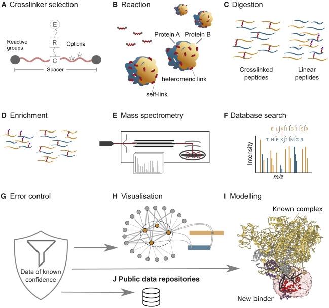 XL-MS: Mapeando interacciones proteicas más allá de la estructura