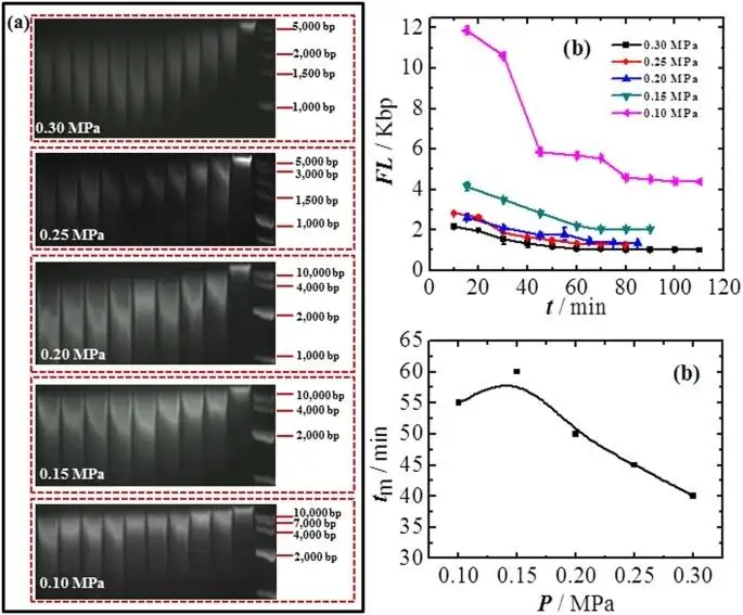 Sistema ultrasónico de cizallamiento de ADN