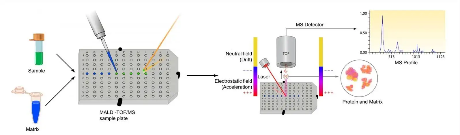 Ultrasonicador de Cizallamiento de ADN